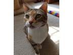 Adopt Momma Ro a Spotted Tabby/Leopard Spotted Domestic Shorthair / Mixed cat in