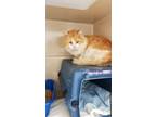 Adopt Tang a White Domestic Longhair / Domestic Shorthair / Mixed cat in