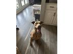Adopt Kayla a Brown/Chocolate Doberman Pinscher / Mixed dog in Fort Worth