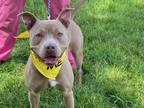 Adopt King a Tan/Yellow/Fawn American Pit Bull Terrier / Mixed dog in Worcester