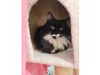 Adopt Jackie a Black & White or Tuxedo Domestic Mediumhair (medium coat) cat in