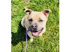 Adopt Herbie a Tan/Yellow/Fawn Mixed Breed (Large) / Mixed dog in