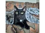 Adopt Cannoli a All Black Domestic Shorthair / Domestic Shorthair / Mixed cat in