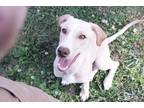 Adopt Hermey a Tan/Yellow/Fawn Labrador Retriever / Mixed dog in Huntsville