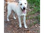 Adopt Antonio a White - with Tan, Yellow or Fawn Australian Shepherd / Labrador