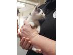 Adopt Sapphire a White Domestic Shorthair / Domestic Shorthair / Mixed cat in