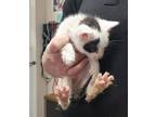 Adopt Rio a White Domestic Shorthair / Domestic Shorthair / Mixed cat in