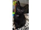 Adopt Abria a Black (Mostly) Domestic Shorthair (short coat) cat in Scottsdale
