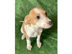 Adopt Adam a Red/Golden/Orange/Chestnut - with White Hound (Unknown Type) /