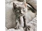 Adopt Hoku a Gray or Blue Russian Blue / Domestic Shorthair / Mixed cat in Fort