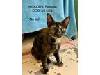 Adopt Hickory a Domestic Shorthair / Mixed (short coat) cat in Crossville