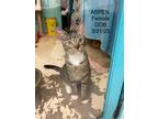 Adopt Aspen a Domestic Shorthair / Mixed (short coat) cat in Crossville