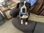 Adopt Gypsy a Black - with White Pit Bull Terrier / Mixed dog in Sharon Center