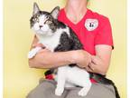 Adopt Glover a Brown Tabby Domestic Shorthair (short coat) cat in Phoenix