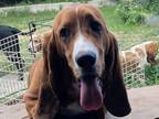 Adopt Morgan a Basset Hound / Mixed dog in Salt Lake City, UT (38405073)