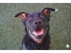 Adopt Ricky a Black Mixed Breed (Medium) / Mixed dog in Farmington