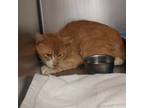 Adopt Tuna Fish a Orange or Red (Mostly) Domestic Shorthair / Mixed (short coat)