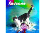 Adopt Ravenna a Domestic Shorthair / Mixed (short coat) cat in Nashville