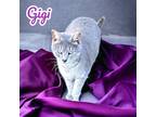 Adopt GiGi a Domestic Shorthair / Mixed (short coat) cat in Nashville