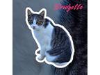 Adopt Bridgette a Domestic Shorthair / Mixed (short coat) cat in Nashville