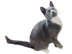 Adopt Delia a Domestic Shorthair / Mixed (short coat) cat in Nashville