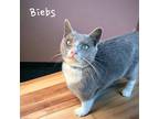 Adopt Biebs a Domestic Shorthair / Mixed (short coat) cat in Nashville