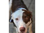 Adopt chico a White - with Brown or Chocolate American Pit Bull Terrier /