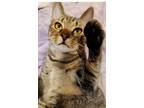 Adopt Topaz a Brown Tabby Domestic Shorthair (short coat) cat in Greensboro