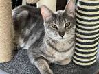 Adopt Rosie a Domestic Shorthair / Mixed cat in Ferndale, MI (38403221)