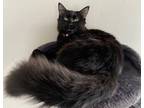 Adopt Coco a All Black Domestic Shorthair / Mixed (short coat) cat in Safety