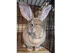 Adopt Roxanna a Blond/Golden Harlequin (short coat) rabbit in Williston