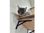 Adopt Salsa a Gray, Blue or Silver Tabby Domestic Shorthair (short coat) cat in
