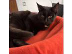 Adopt Midnight a All Black Domestic Shorthair / Mixed (short coat) cat in