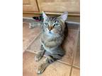 Adopt Nala a Tiger Striped Domestic Shorthair cat in Lewis Center, OH (38403788)