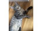 Adopt Coconut (Coconut and Peaches) a Tiger Striped Domestic Shorthair cat in