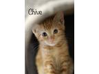 Adopt Chive a Orange or Red Tabby Domestic Shorthair (short coat) cat in Mira