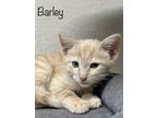 Adopt Barley a Orange or Red Tabby Domestic Shorthair (short coat) cat in Mira