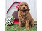 Goldendoodle Puppy for sale in Boyden, IA, USA