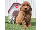 Goldendoodle Puppy for sale in Boyden, IA, USA