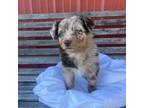 Australian Shepherd Puppy for sale in Moscow, OH, USA