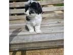 Maltipoo Puppy for sale in Sicily Island, LA, USA