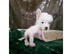 Chinese Crested Puppy for sale in San Antonio, TX, USA