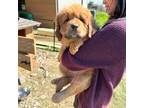 Tibetan Mastiff Puppy for sale in Allen, TX, USA