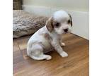 Cavapoo Puppy for sale in Athens, WI, USA