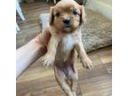 Cavapoo Puppy for sale in Athens, WI, USA