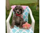 Goldendoodle Puppy for sale in Baltic, OH, USA