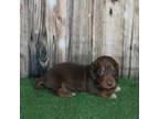 Dachshund Puppy for sale in Hasty, CO, USA