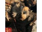 Yorkshire Terrier Puppy for sale in Dublin, CA, USA