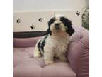 Shih Tzu Puppy for sale in Fort Myers, FL, USA