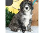 Mutt Puppy for sale in Millersburg, OH, USA